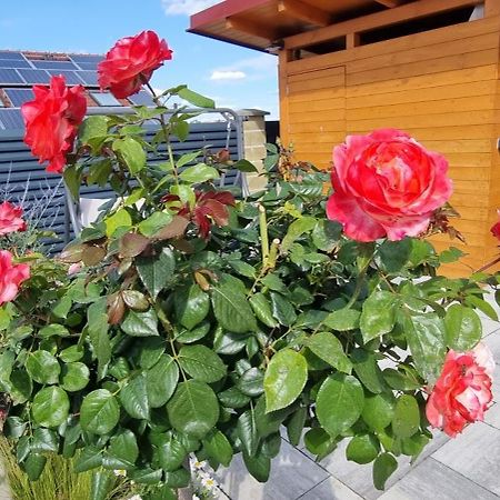 Penzion U Buštíků Sardice Exterior foto